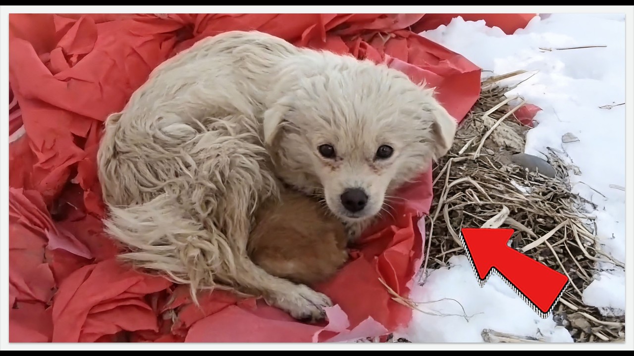 She Was 8lbs & Hid From Help. 30 Days Later? I Didn‘t Expect This. 🐕❄️#rescue #rescueefforts #dog