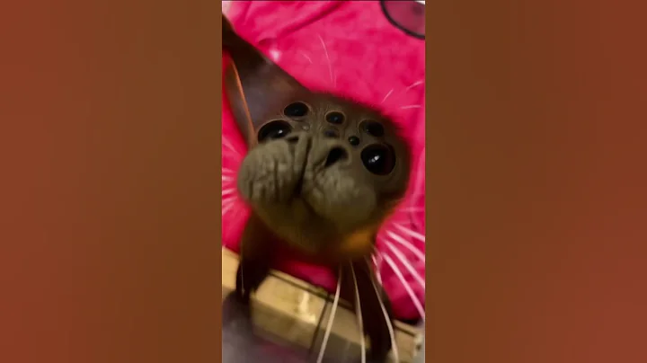 Alien seal🤣#goat #mutant #cursed #bodyhorror #aiart #aiartwork #aiartcommunity #aiartist