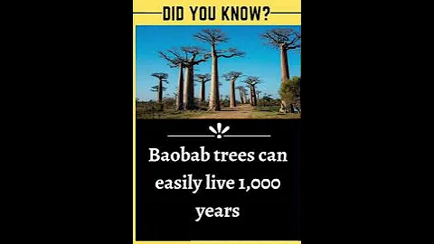 Baobab trees can easily live 1,000 years