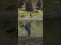 Mastering Survival Skill in Red Dead Redemption 2 #rdr2 #survivaltips #gamingshorts #gaming #shorts