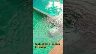 Satisfying pool cleaning robot vs 3 humans in a Korean Sauna! 🤔