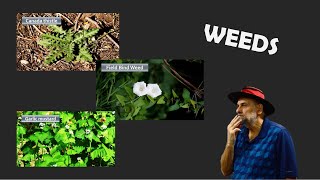 What to Do About Weeds in the Garden - Thistle, Bindweed, Garlic Mustard by Garden Fundamentals 10,090 views 1 month ago 14 minutes, 5 seconds