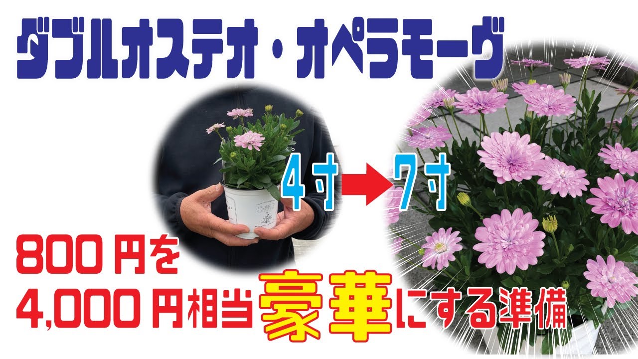 For gardening users] Advance preparations to enjoy Double Osteo