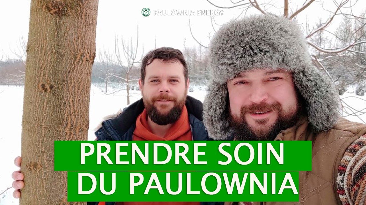 Paulownia en France. Trois ans de jardinage. Soins et conseils pour les apiculteurs.