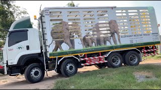 Elephant Rescue Truck : An Exceptional Travel Experience For Elephant - ElephantNews