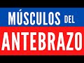 Músculos del ANTEBRAZO + REGALO! - Todo Resumido! - (anteriores)