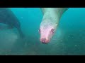 Дайвинг с сивучами (Steller sea lions), Невельск, о. Сахалин. 16 апреля 2022.