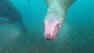 Дайвинг с сивучами (Steller sea lions), Невельск, о. Сахалин. 16 апреля 2022.