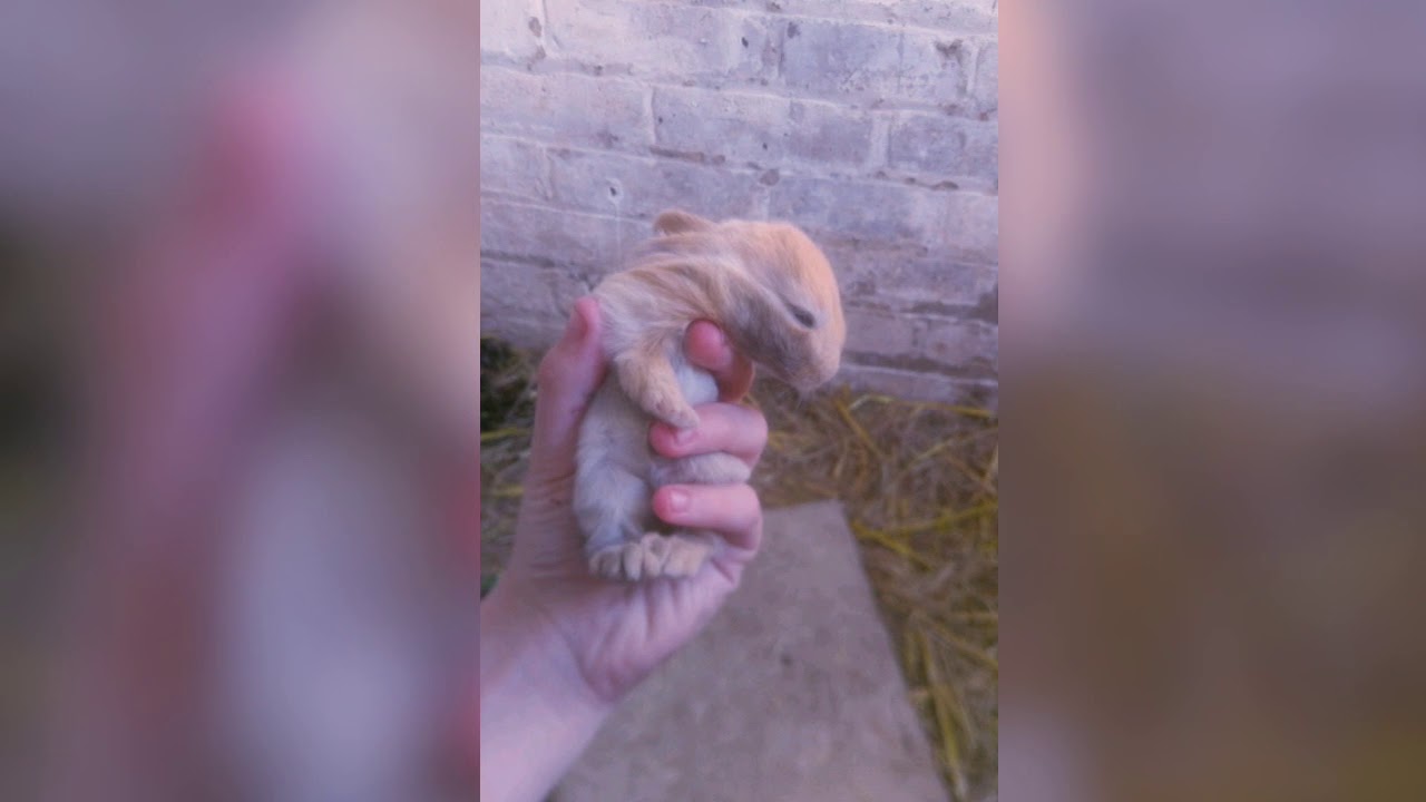 New baby rabbits update 😄😁🐇🐇🐇🐇🐇🐇 