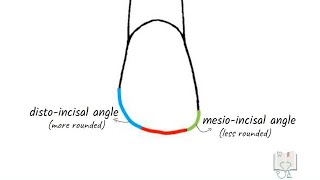 Permanent Maxillary Lateral Incisor by Doctoropsy 26,892 views 1 year ago 5 minutes