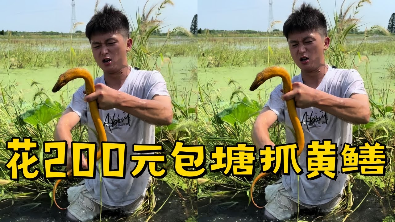 水猴子花200元包塘抓黄鳝，老板说要挑战我，这不得给年轻的老板好好上一课！