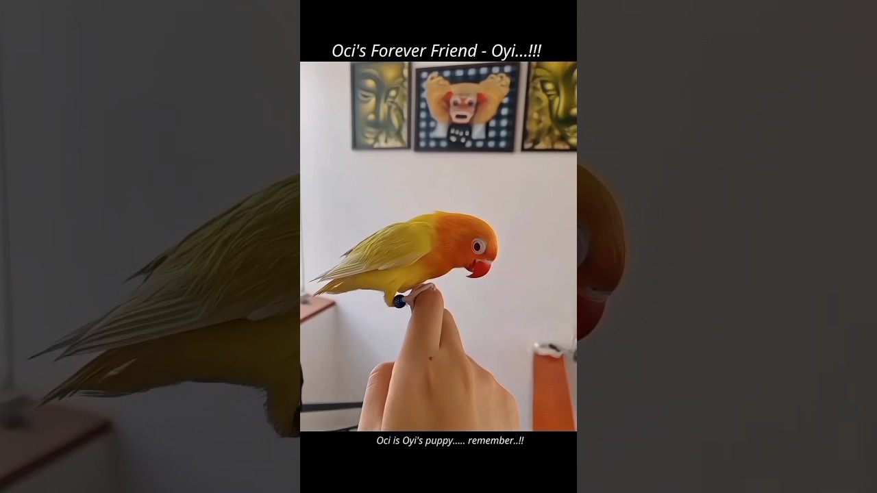 Oyi (sassy lovebird) & Oci - a chaotic duo! 🌸🐦🐶 One’s a feisty queen 