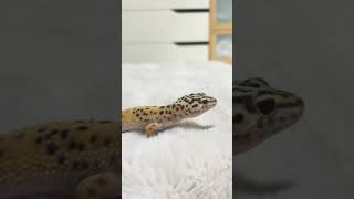 #Boba #cute #eminem #gecko #lepardgecko