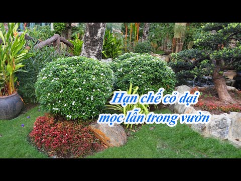 Video: Cỏ tắc cảnh: Mẹo trồng cỏ tắc trong vườn của bạn