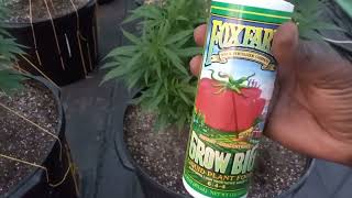 Outdoor grow 2022: Feeding plants and spraying for bugs: update #14