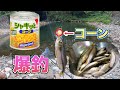 コーンで爆釣　夏のハヤ釣り　唐揚げ　天ぷら の動画、YouTube動画。