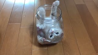 Super duper cute kitten grooming in a small container.