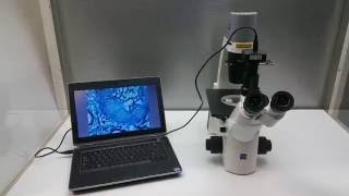 Carl Zeiss Primovert Trinocular Inverted Microscope 415510 BF Phase Contrast - 10719