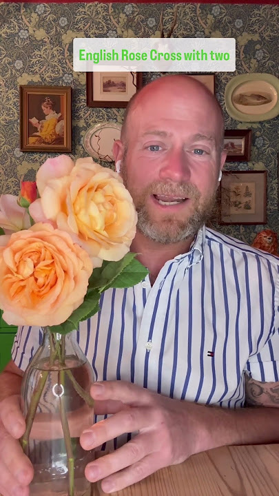Buy a membership subscription to my account now to watch my growing review of Rose ‘Charles Austin ‘