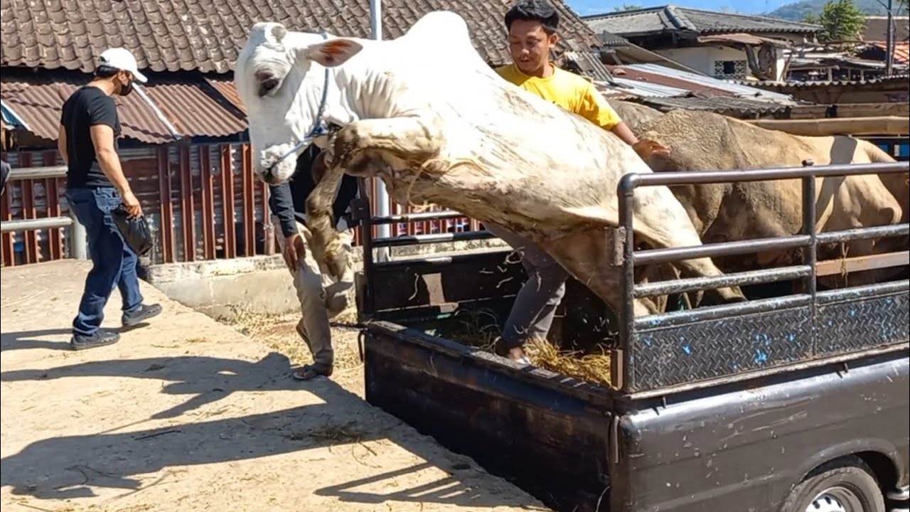 PENURUNAN SAPI OLENG DARI TRUK.‼️🔥🔥🔥 - YouTube