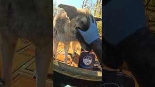 81G D Chain Found Underwater