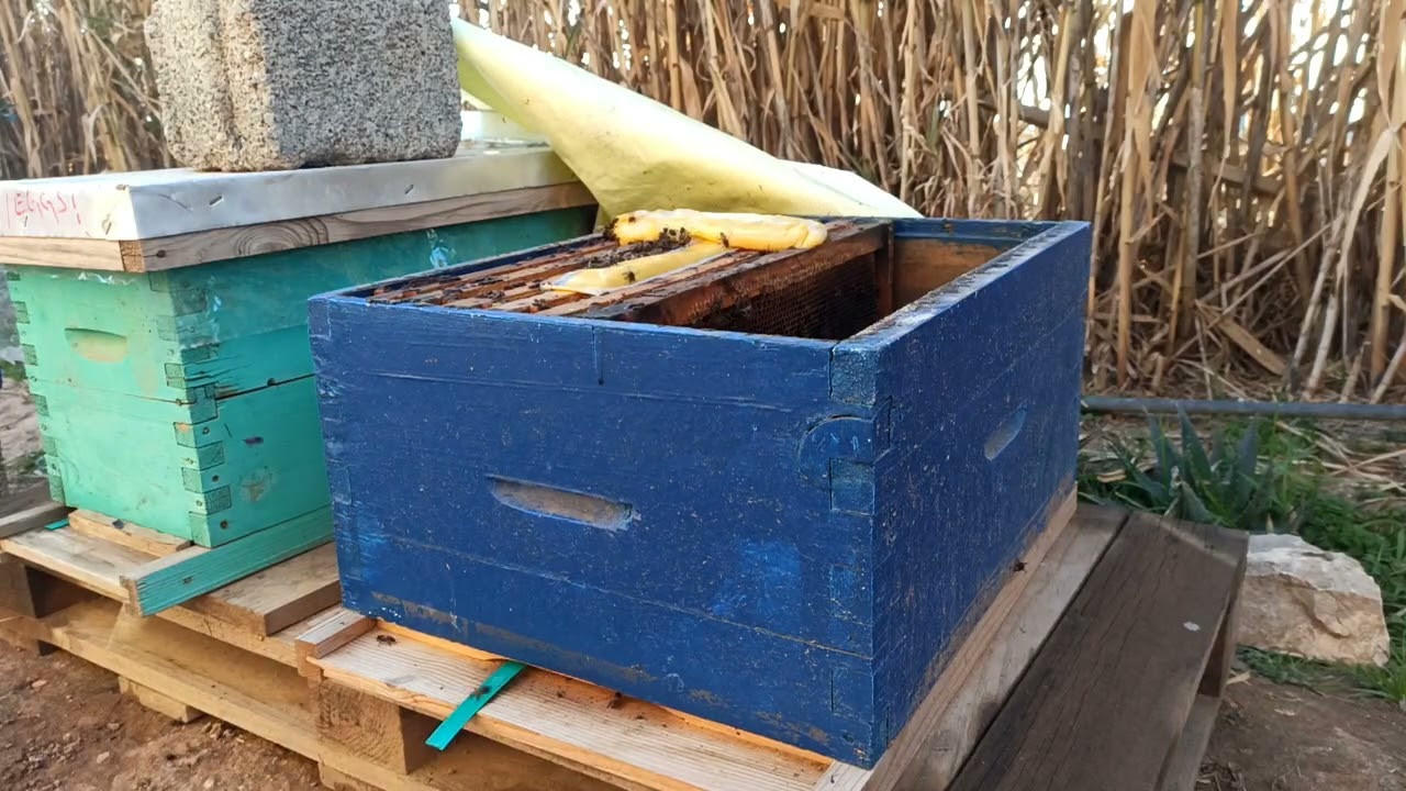 طريقة تحضير المحلول السكري للنحل و كيفية اعطائه للنحل