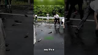 Fish Rain In Honduras Sky-Dropping Mystery