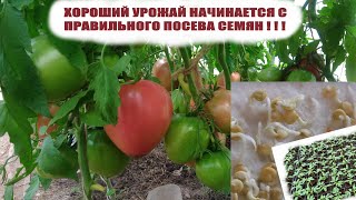 Посев семян томатов на рассаду.Эти сроки посева семян томатов мы соблюдаем всегда