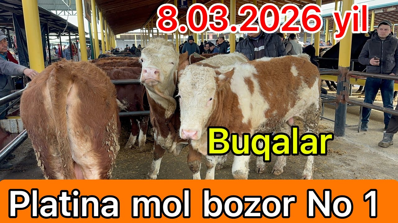 TOSHKENT VIL, BUSTONLIQ TUMANI PLATINA MOL BOZOR 