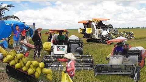 Máy cắt 105 cắt lúa năm không bốn gặp trời mưa bỏ chạy giá lúa bán được 6600₫K tập 2# maibangtv