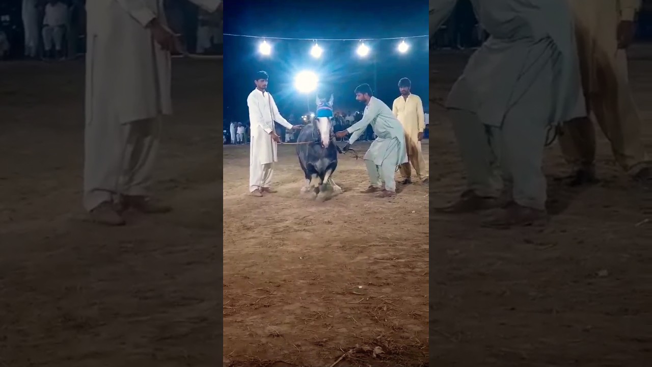 G oo MaDhol | Best Horse Dance | 