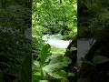 Hidden Japan Silky Green Summer Oirase Stream Hidden Japan Silky Green Summer Oirase Stream