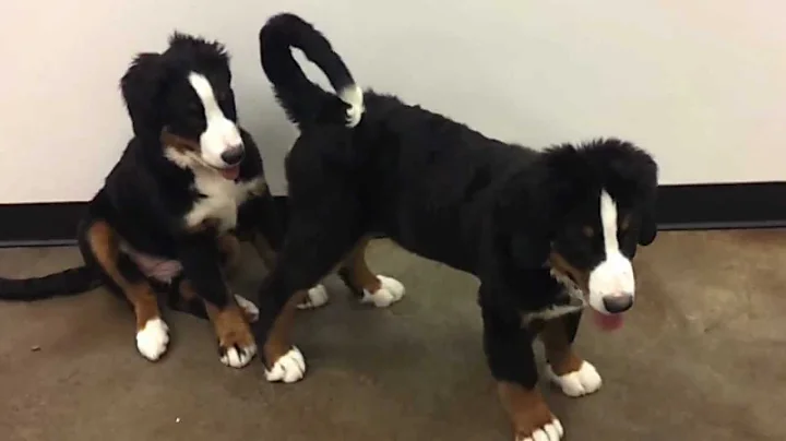 Pooches Tulsa Super Puppy Bowl