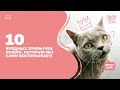 10 вредных привычек кошек, которые мы сами воспитываем | КОТ