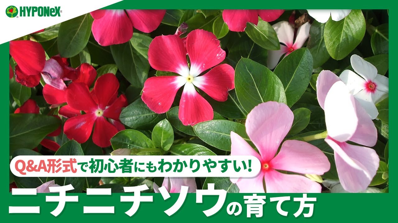 87 ニチニチソウの育て方 立ち枯れ病の対策は 水やりや肥料の与え方 日々の管理方法もご紹介 Plantiaq A 植物の情報 育て方をq A形式でご紹介 Youtube