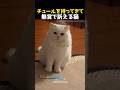 チュールを持ってきて無言で訴える猫