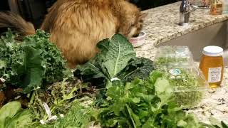 Fall CSA share #7