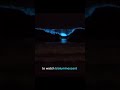 Sea Sparkle: Bioluminescent Plankton in Guernsey ✨