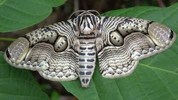 Giant Tropical Owl Moth: 4K QUALITY / HD Footage (Brahmaea hearseyi)