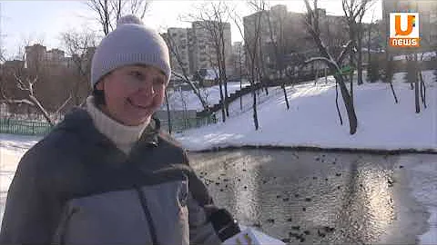 Почему утки, обитающие в окрестностях Уфы, не улетают на юг?