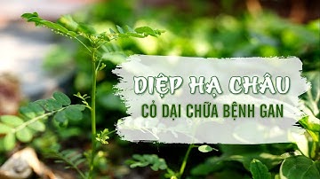 Tinh hoa Thuốc Nam: Diệp Hạ Châu - Cỏ dại chữa bệnh gan| VTV4