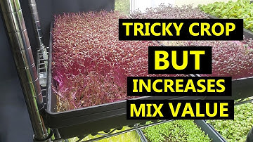A Couple Things to Watch Out For Regarding Growing Amaranth Microgreens