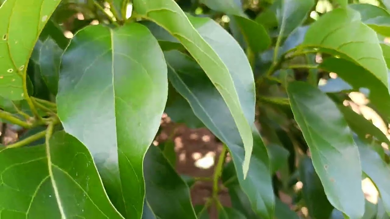 3 Macam Bibit Alpukat Yang Genjah.... Cocok Untuk Ditanam...