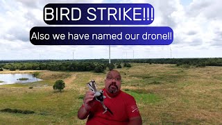 Bird Strikes and DJI Mini 4 Pro