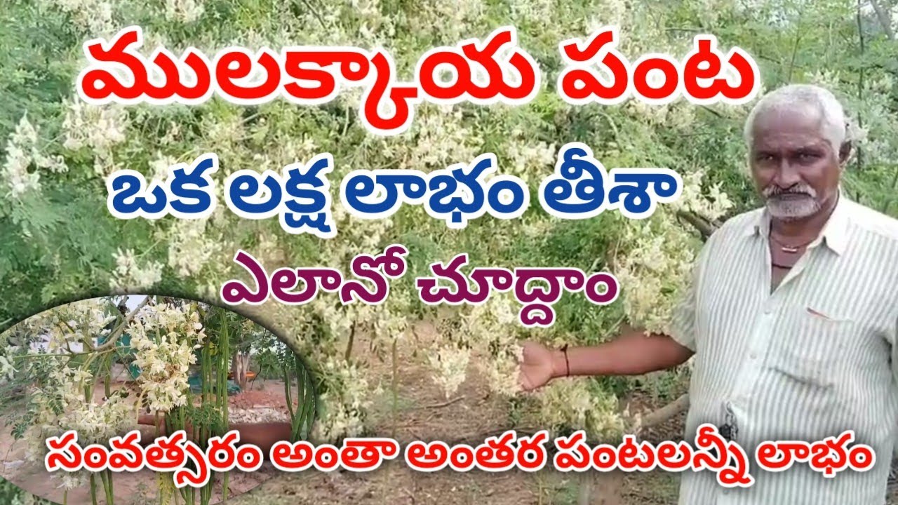 ములక్కాయ పంట | ఎన్ని విధాలుగా లాభాలు తీయొచ్చు అంతర పంటలు ఏమి వేసుకోవచ్చు