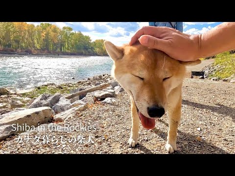 ヘビハンターの才能を開花させた柴犬が誇らしげで可愛い【4K】カナダ海外生活