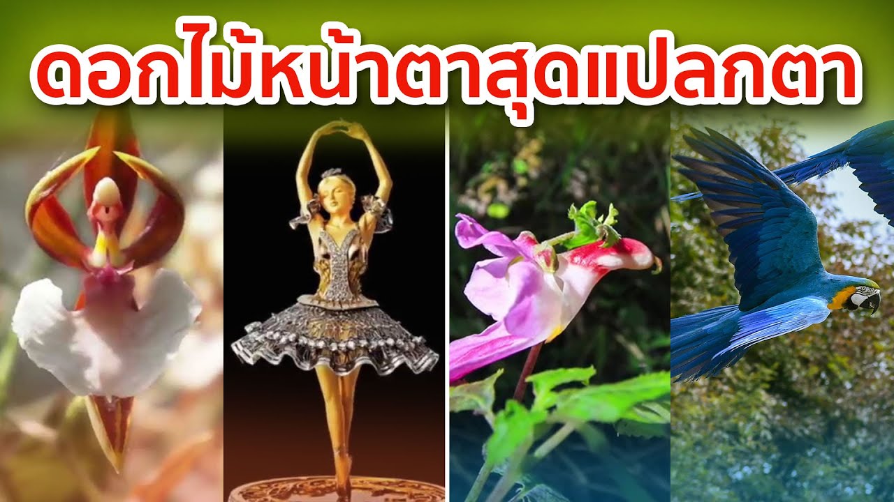10 ดอกไม้ หน้าตาน่ารัก สุดแปลกตา