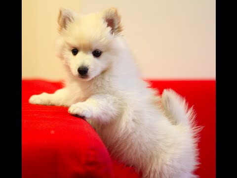 My Pomeranian X Japanese Spitz New Puppy Youtube