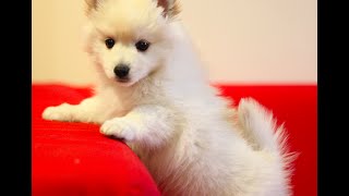 My Pomeranian X Japanese Spitz New Puppy Youtube