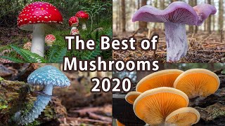 The Best Mushrooms Photos 2020